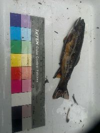 Salvelinus fontinalis image