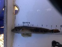 Cottus carolinae image