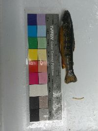 Salvelinus fontinalis image