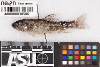 Salmo trutta image