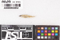 Rhinichthys atratulus image