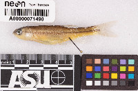 Semotilus atromaculatus image