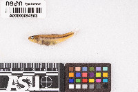Rhinichthys chrysogaster image