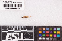 Agosia chrysogaster image