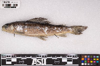 Thymallus arcticus image