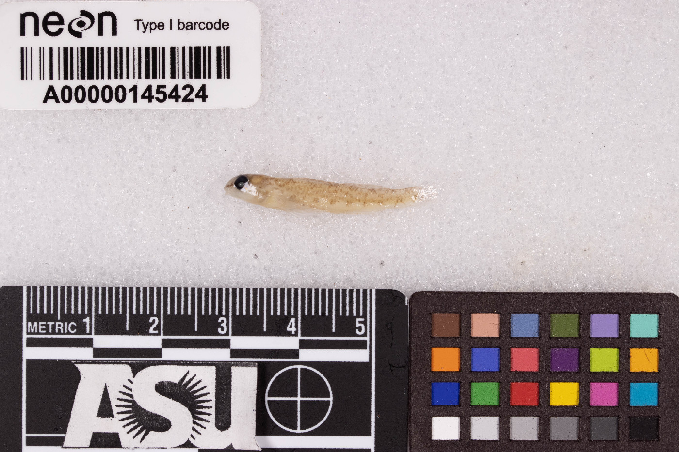 Etheostoma lachneri image