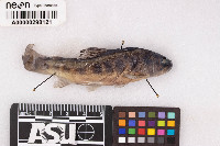 Salmo trutta image