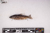 Salmo trutta image