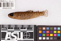 Oncorhynchus clarkii image