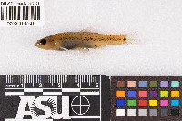 Image of Catostomus commersonii