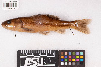 Semotilus atromaculatus image