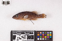 Micropterus dolomieu image