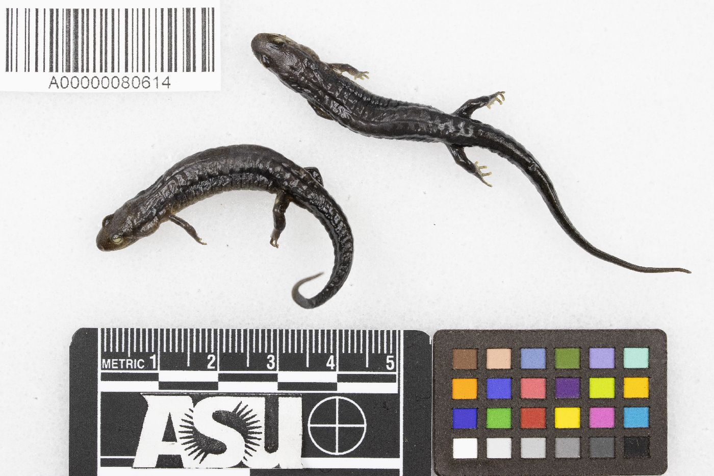 Desmognathus fuscus image