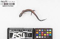 Plethodon cinereus image