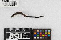 Plethodon cinereus image