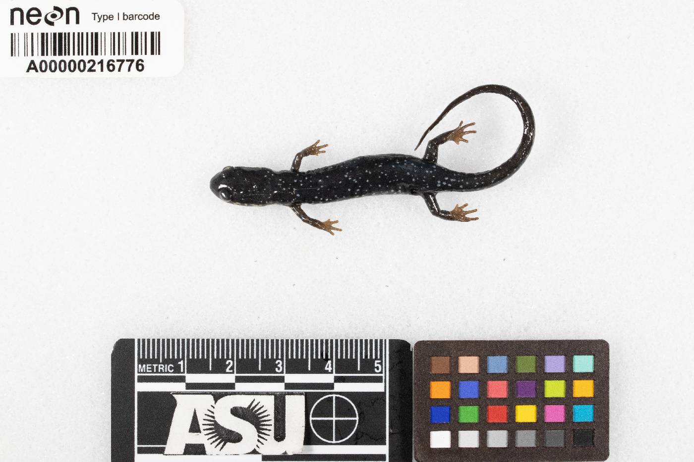 Plethodon glutinosus image