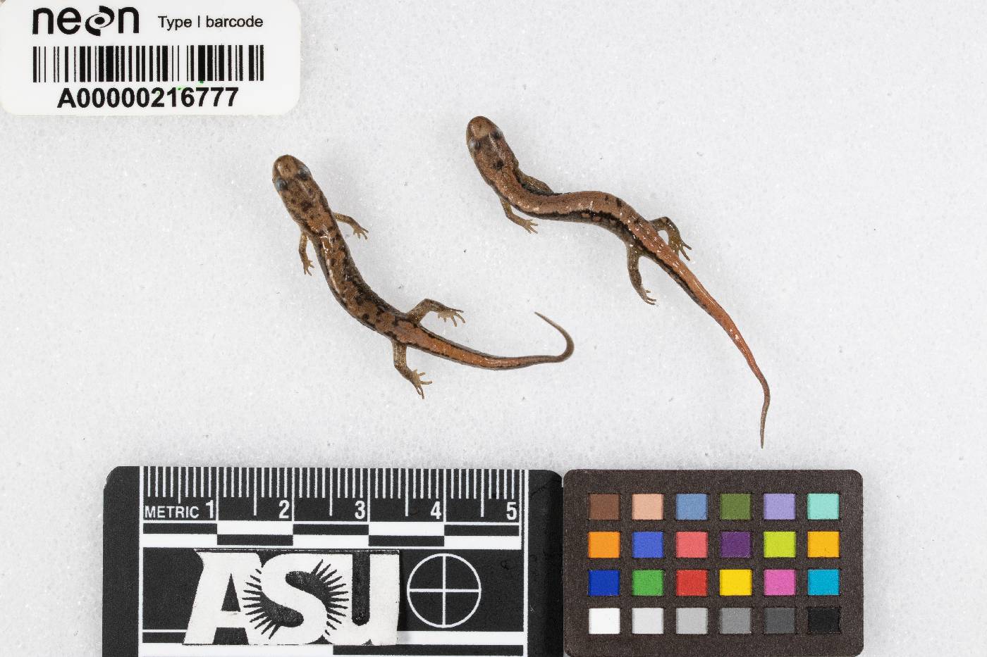 Desmognathus fuscus image