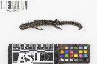 Ambystoma laterale image