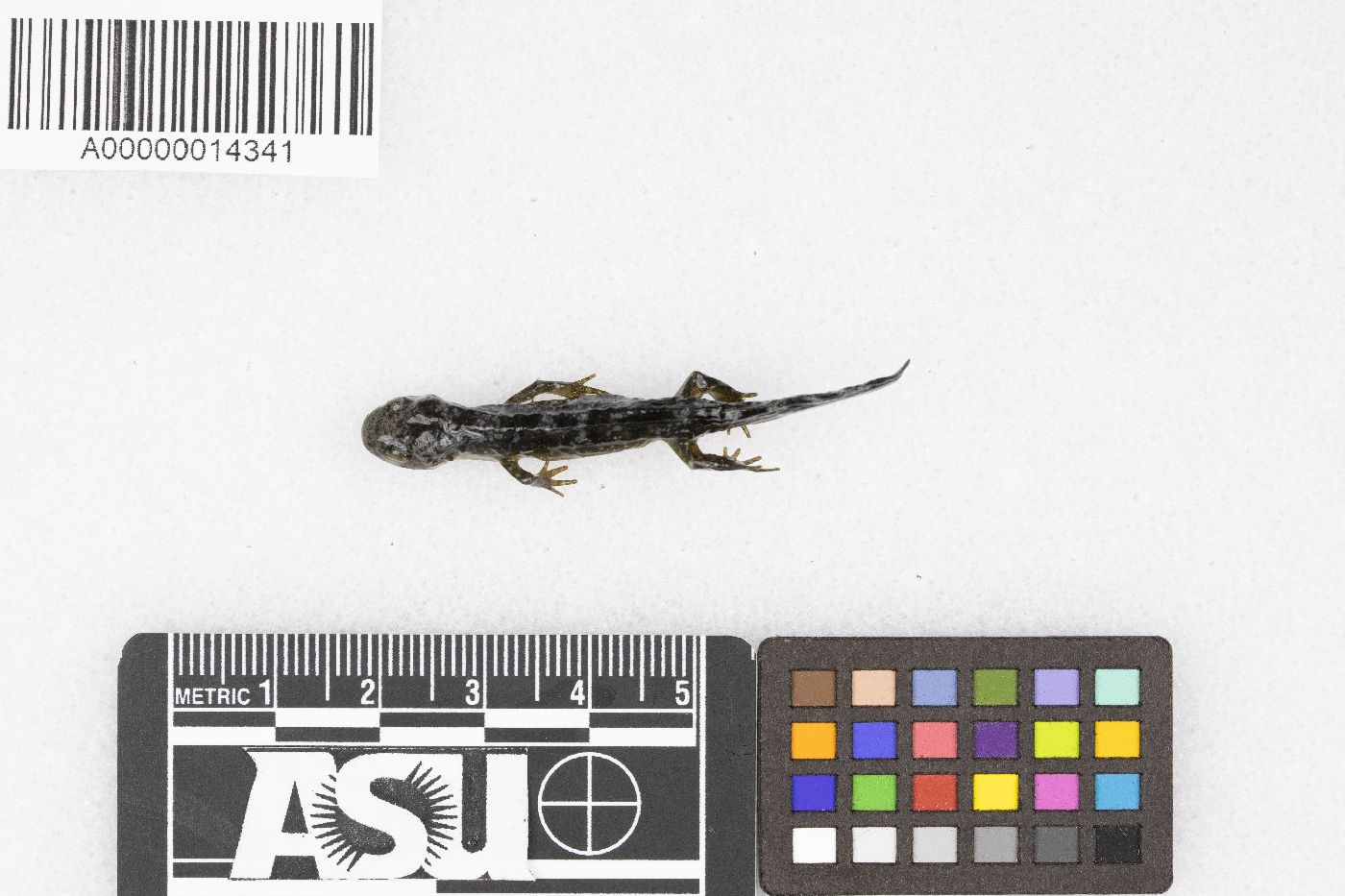 Ambystomatidae image