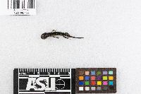 Ambystoma maculatum image