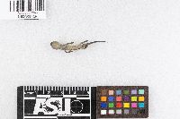 Ambystoma maculatum image