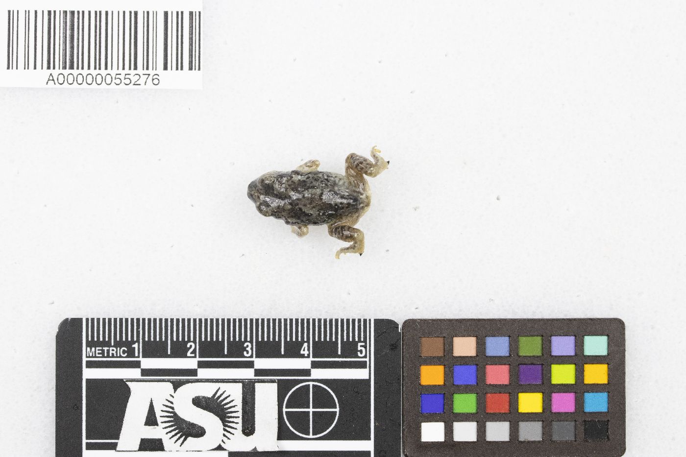 Scaphiopus couchii image