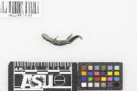 Ambystoma laterale image