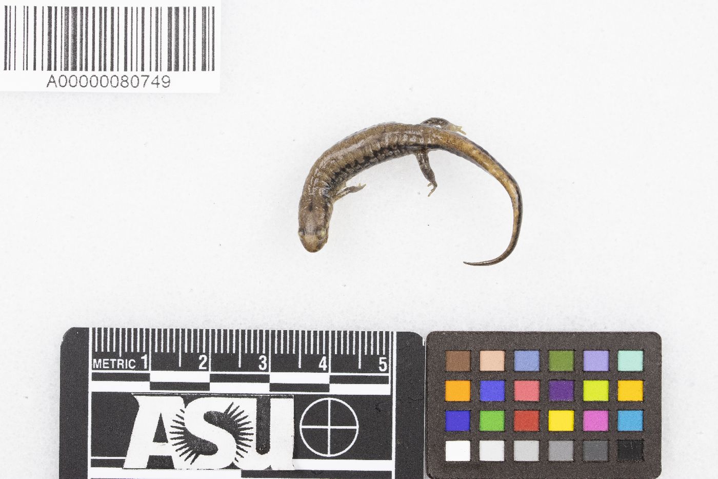 Desmognathus fuscus image