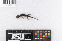 Ambystoma maculatum image