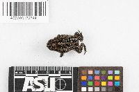 Bufo quercicus image
