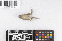 Gastrophryne carolinensis image