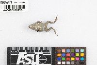 Gastrophryne carolinensis image