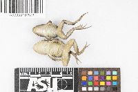 Leptodactylus albilabris image
