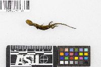 Ambystoma laterale image