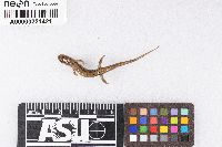 Desmognathus fuscus image