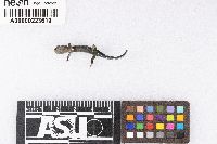 Plethodon glutinosus image