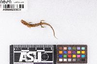 Desmognathus fuscus image