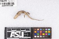 Desmognathus fuscus image