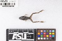 Lithobates palustris image