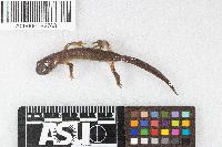 Ensatina eschscholtzii image