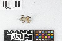 Lithobates sylvaticus image