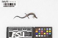 Plethodon serratus image