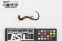 Plethodon serratus image