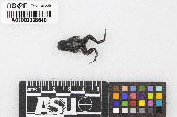 Gastrophryne carolinensis image