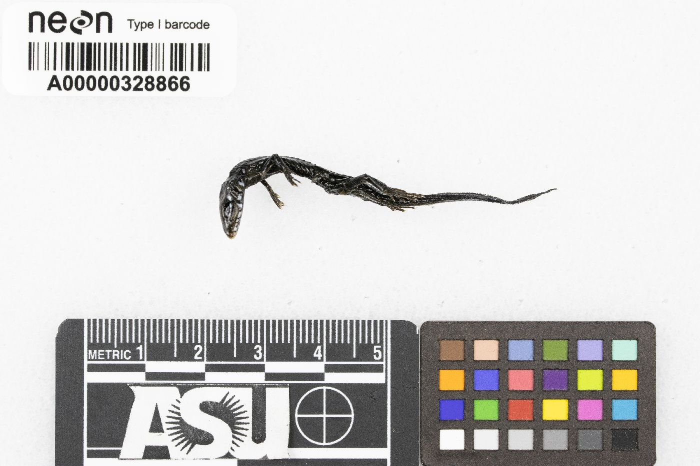 Plestiodon obsoletus image