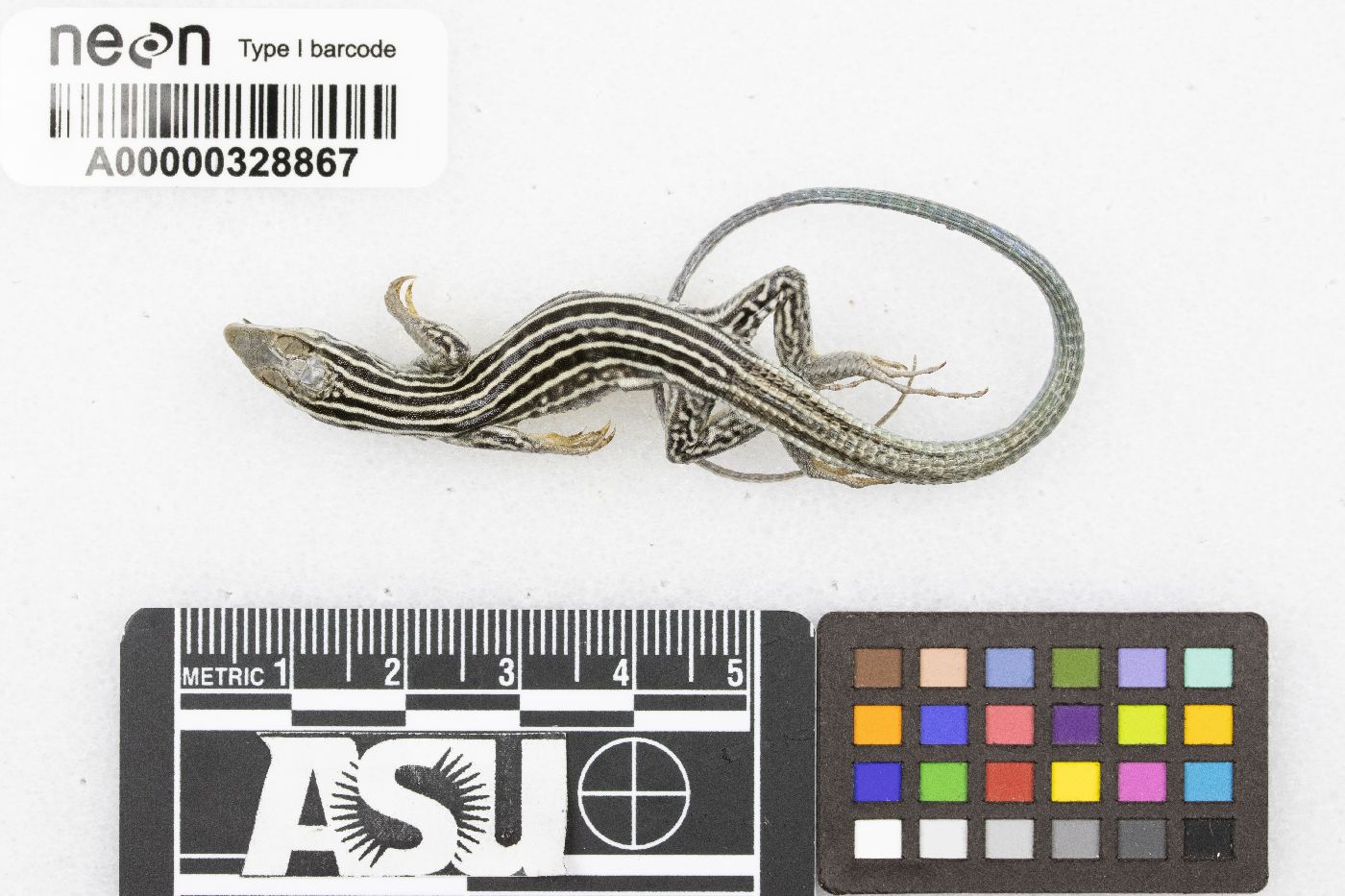 Aspidoscelis velox image