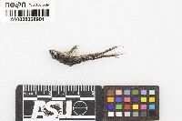 Leptodactylus albilabris image