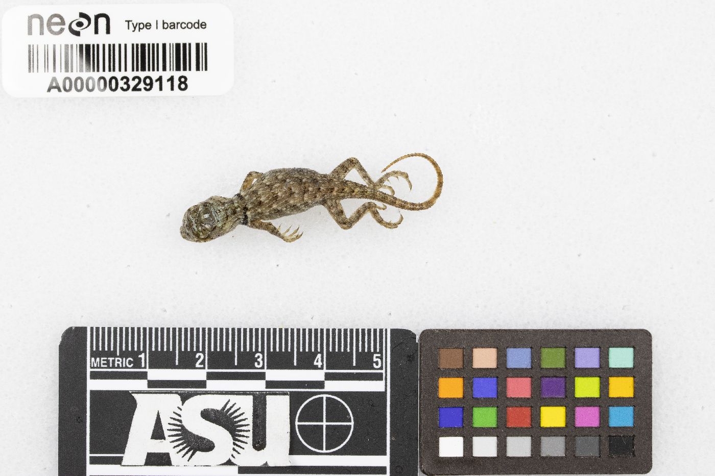 Sceloporus clarkii image