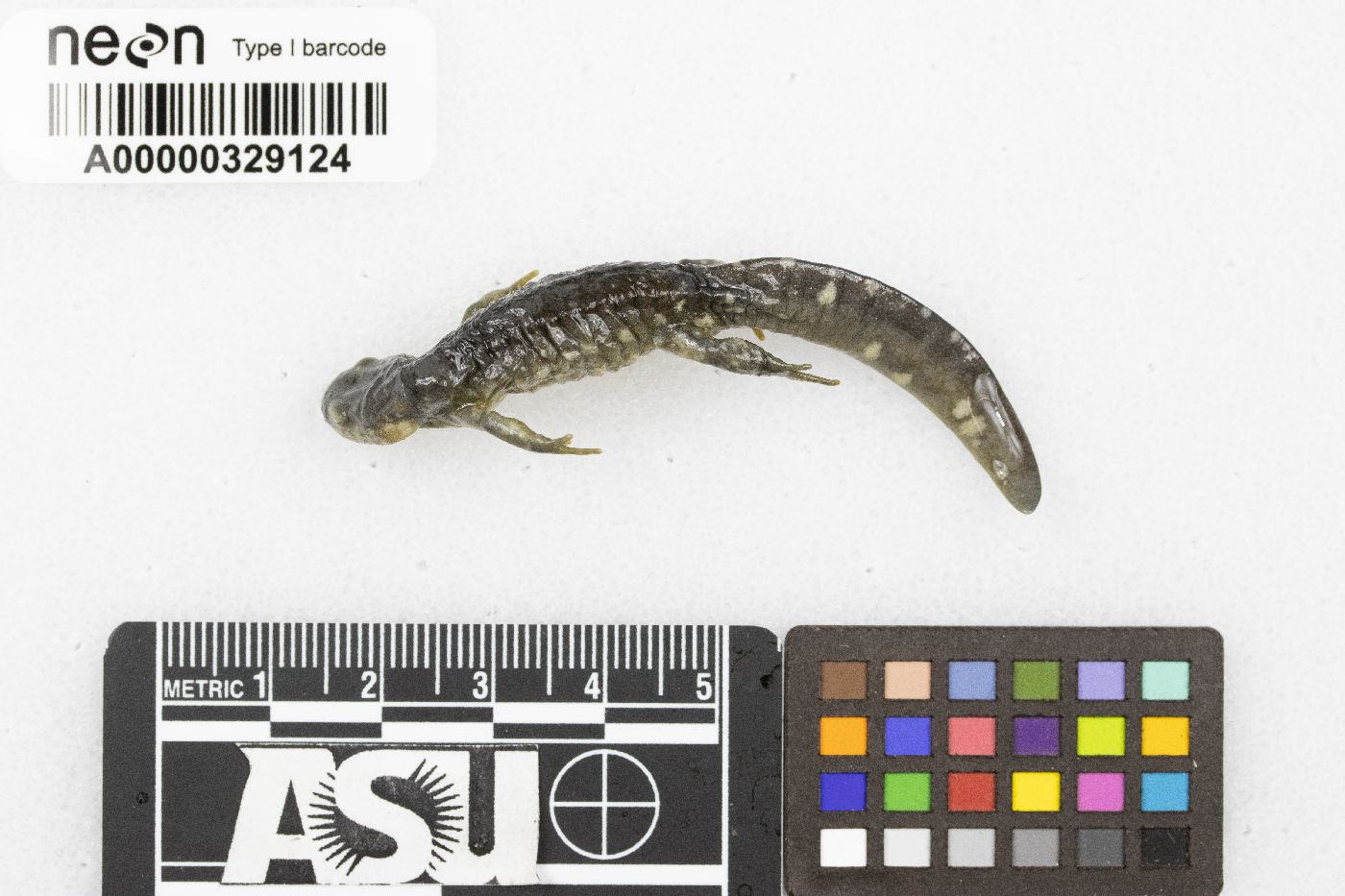 Ambystoma image