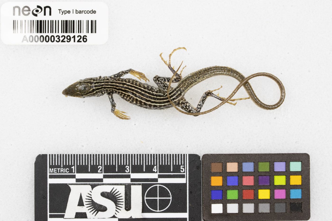 Aspidoscelis tigris image